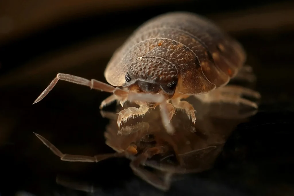 Bed-Bug-Treatment - North Tonawanda Pest Control Pros | North Tonawanda, NY | 716-413-3223